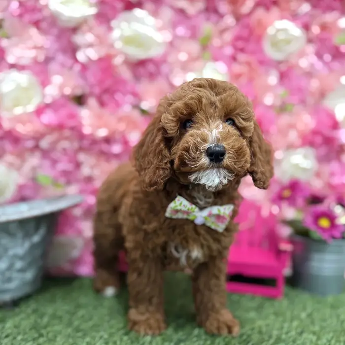 Male Poodle Moyen (Medium) Puppy for Sale in Braintree, MA