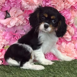 Female Cavalier King Charles Spaniel puppy named Olive Oyl for sale at Pet Express Saugus.