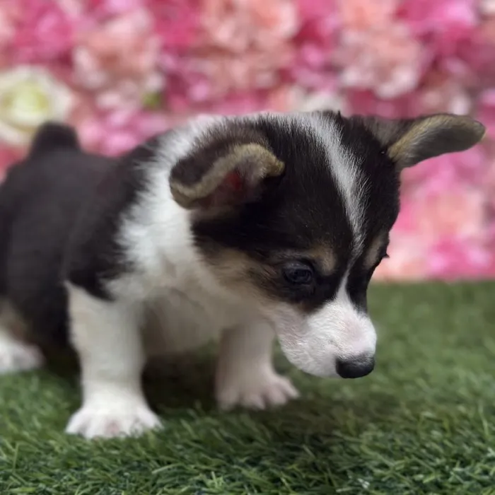 Female Pembroke Welsh Corgi Puppy for Sale in Saugus, MA