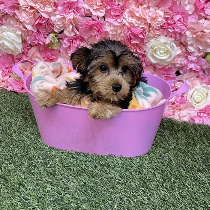 Female Yorkshire Terrier Puppy for Sale in Saugus, MA