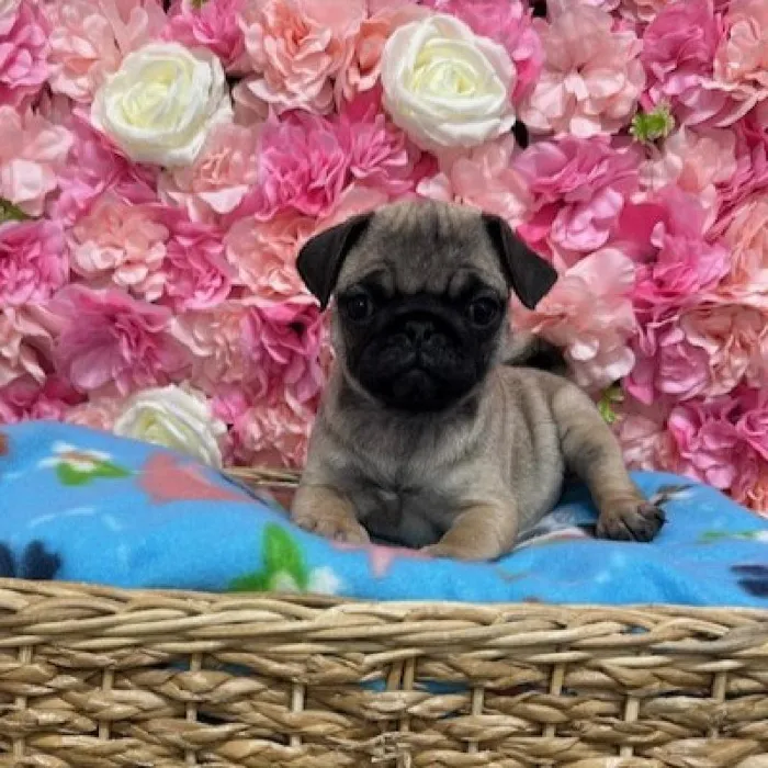 Male Pug Puppy for Sale in Saugus, MA