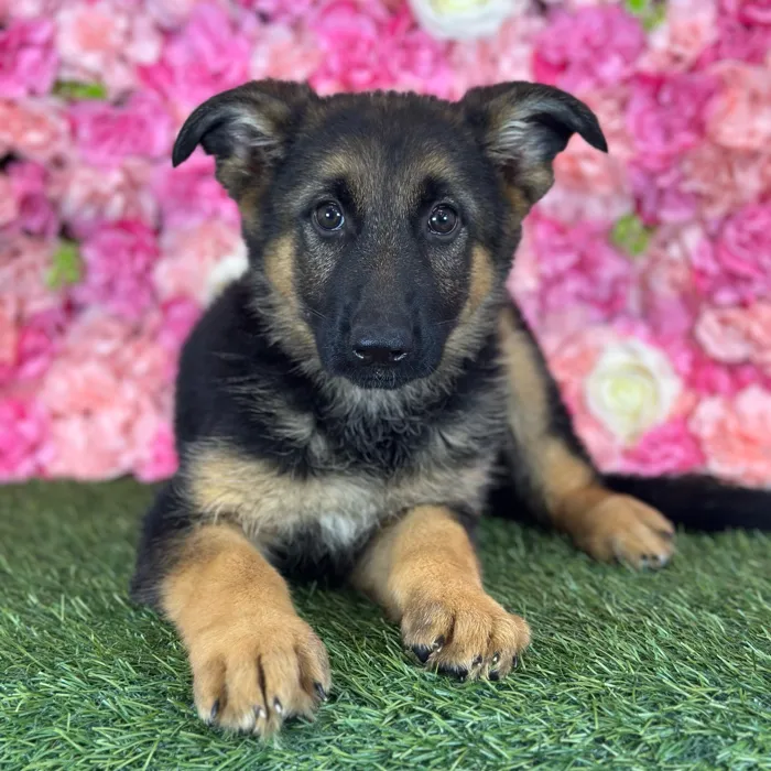 Female German Shepherd Dog puppy named Shania for sale at Pet Express Saugus.