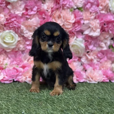 Female Cavalier King Charles Spaniel Puppy for Sale in Braintree, MA