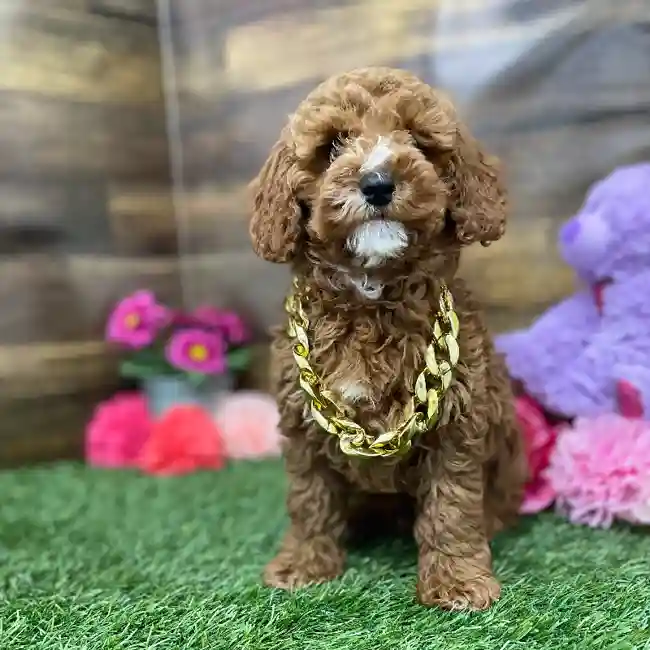 Male Poodle Moyen (Medium) Puppy for Sale in Braintree, MA