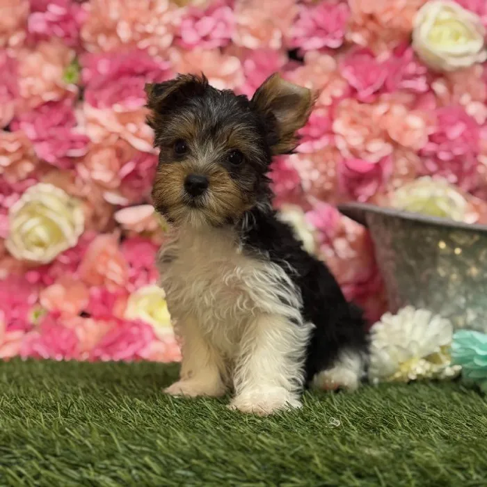 Male Yorkshire Terrier Puppy for Sale in Saugus, MA