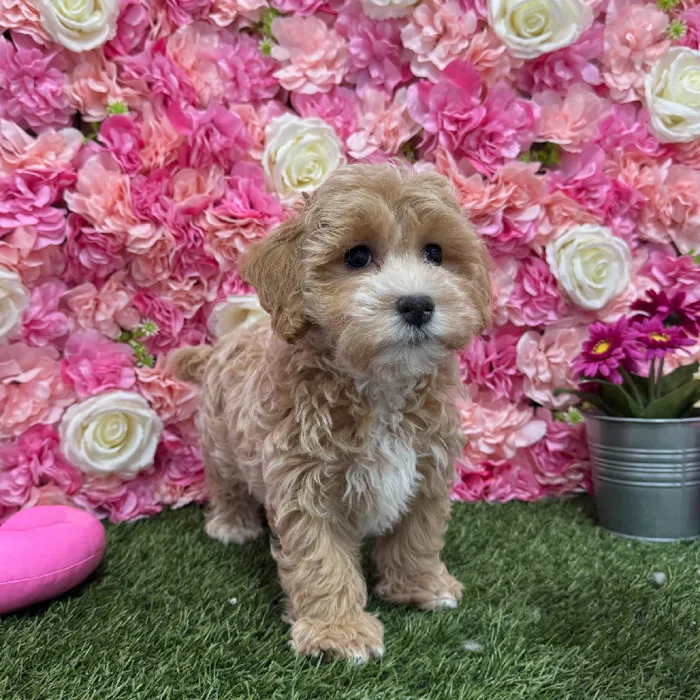 Male Malti-Poo Puppy for Sale in Braintree, MA