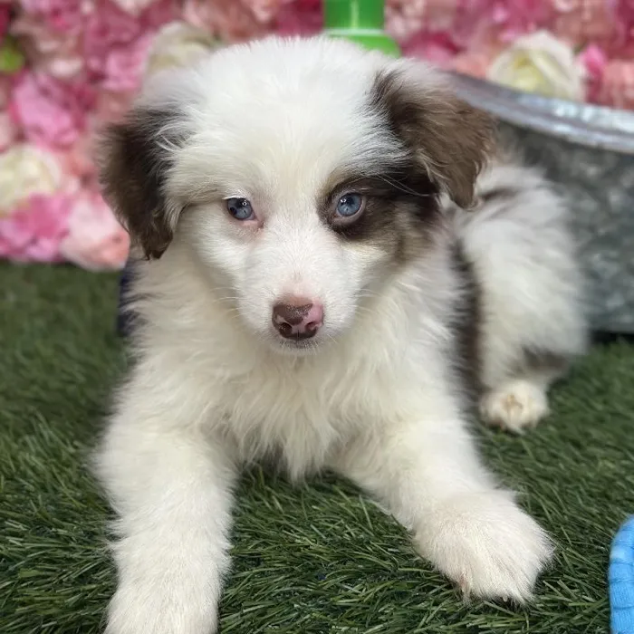Male Toy Australian Shepherd Puppy for Sale in Braintree, MA