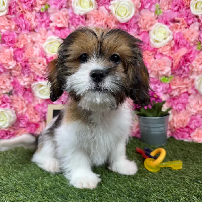 Female Lhasalier puppy named Belle for sale at Pet Express Braintree.