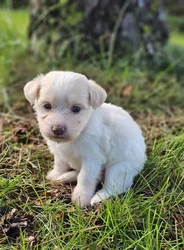 car_main_img_/media/ap_media/pets/AHGRUTZIBYLM192701.webp.250x250_q85.webp