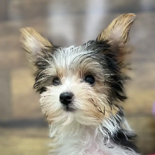 Female Yorkshire Terrier Puppy for Sale in Braintree, MA