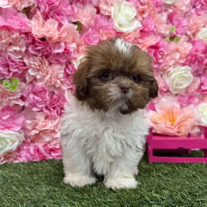 Male Shih Tzu Puppy for Sale in Braintree, MA