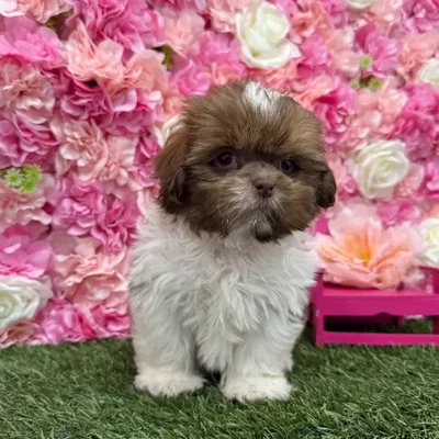 Male Shih Tzu Puppy for Sale in Braintree, MA