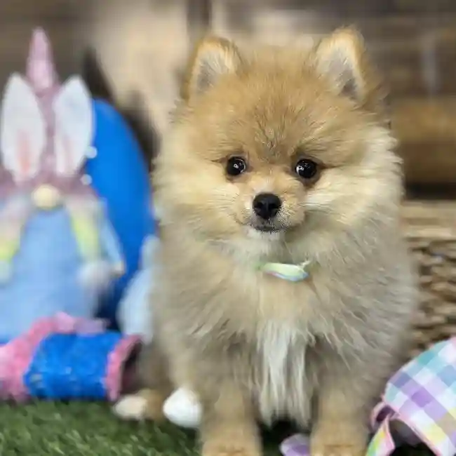 Male Pomeranian Puppy for Sale in Saugus, MA
