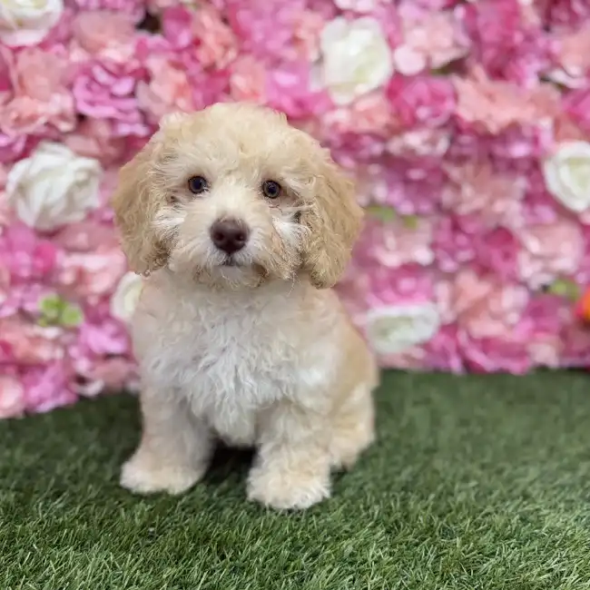 Female Mini NewfyPoo Puppy for Sale in Braintree, MA