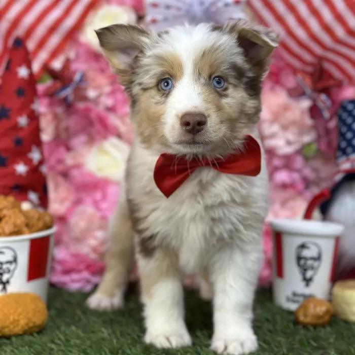 Male Miniature Australian Shepherd Puppy for Sale in Saugus, MA