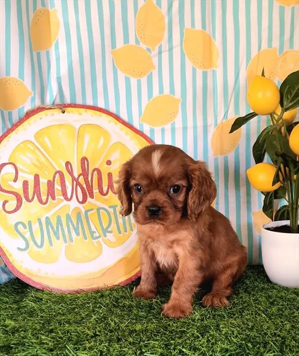 Male Cavalier King Charles Spaniel puppy named Mars for sale at Pet Express Braintree.