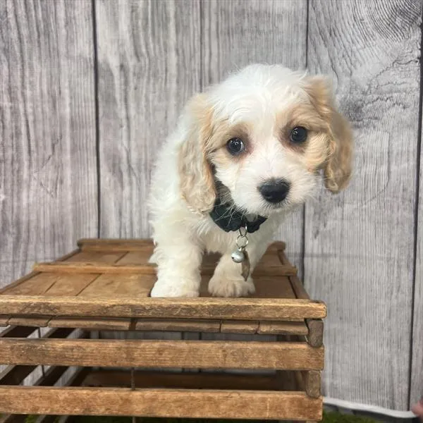 Male Cavachon puppy named Dunkin for sale at Pet Express Braintree.