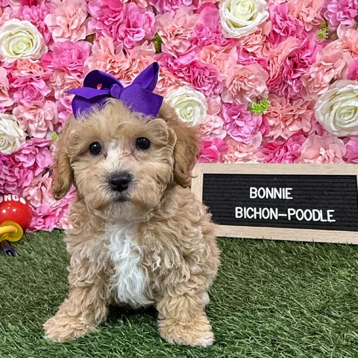 Female Bichon-Poodle puppy named Bonnie for sale at Pet Express Braintree.