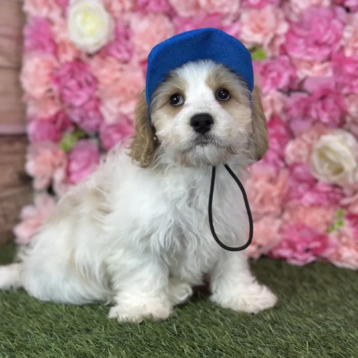 Male Cavachon puppy named Sailor for sale at Pet Express Saugus.