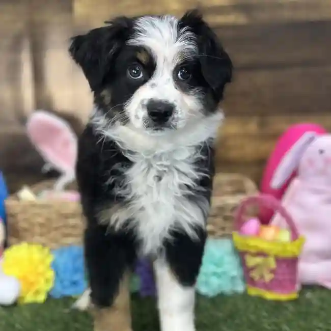 Female Miniature Australian Shepherd Puppy for Sale in Saugus, MA