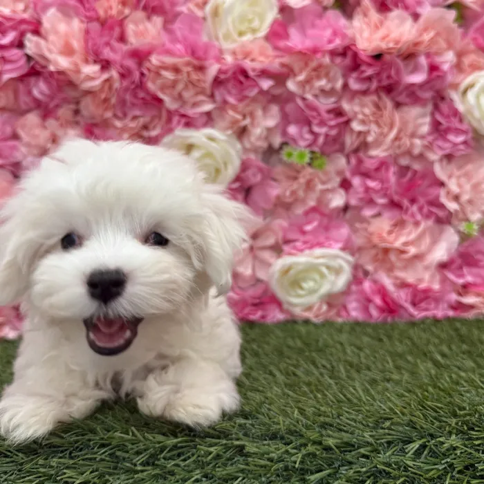 Male Maltese Puppy for Sale in Braintree, MA