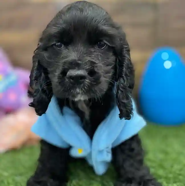 Male Cocker Spaniel Puppy for Sale in Braintree, MA