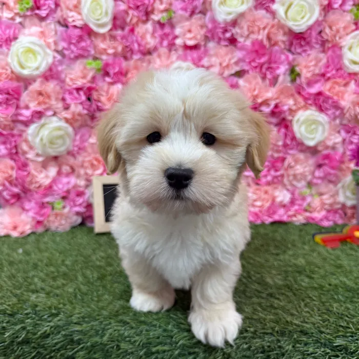 Male Havanese puppy named Jackson for sale at Pet Express Braintree.