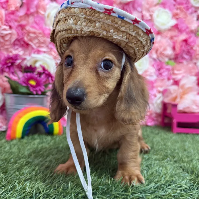 Female Dachshund Puppy for Sale in Braintree, MA