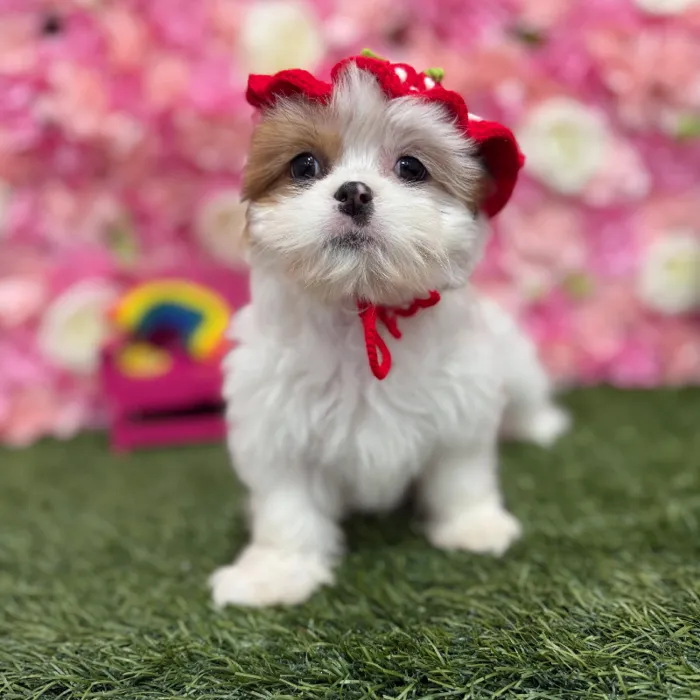 Female Lhasa Apso Puppy for Sale in Braintree, MA