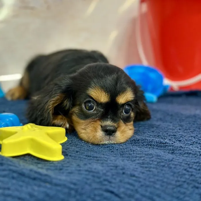 Female Cavalier King Charles Spaniel Puppy for Sale in Braintree, MA
