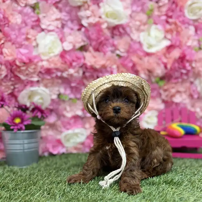 Female Yorkie-Poo Puppy for Sale in Braintree, MA