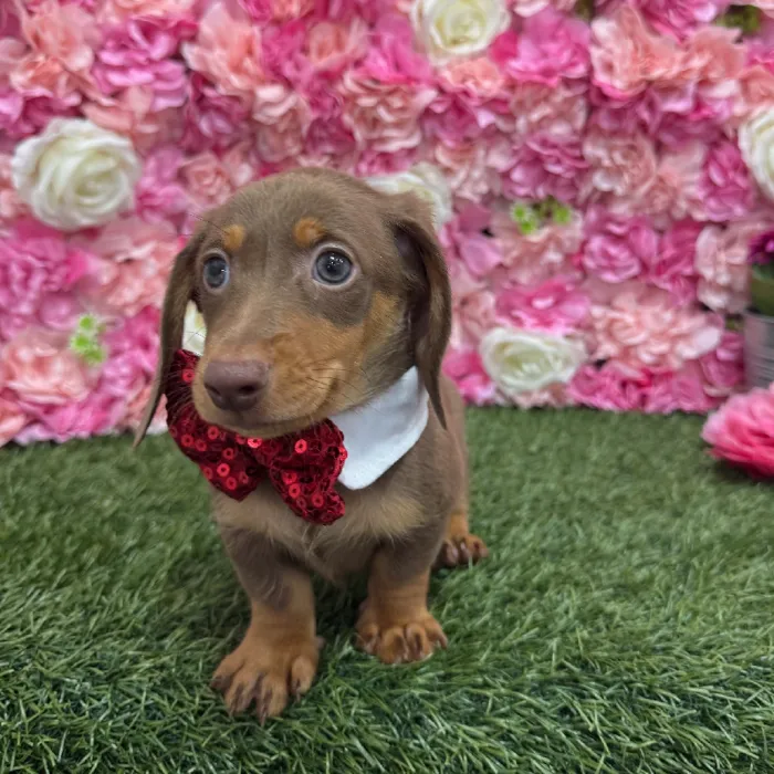 Male Dachshund Puppy for Sale in Braintree, MA