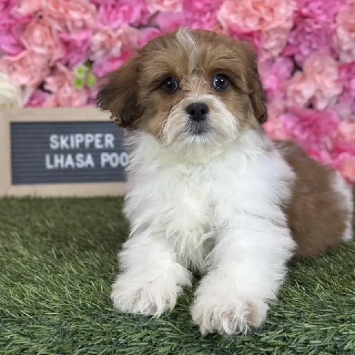 Male Lhasa-Poo puppy named Skipper for sale at Pet Express Saugus.
