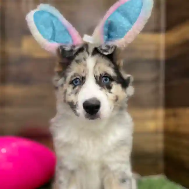 Female Australian Husky Puppy for Sale in Braintree, MA