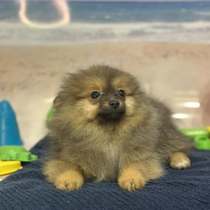Female Pomeranian Puppy for Sale in Saugus, MA