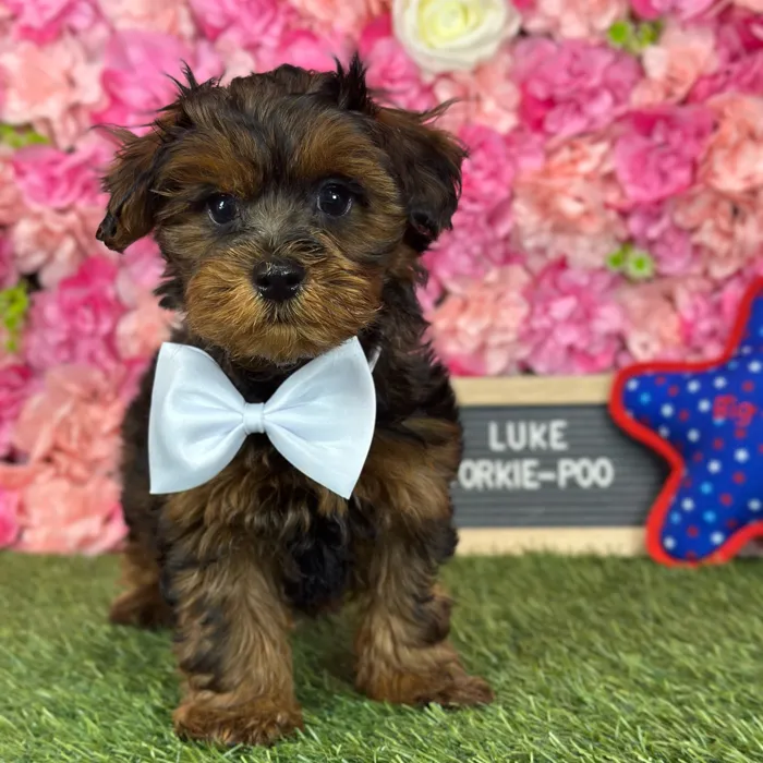Male Yorkie-Poo puppy named Luke for sale at Pet Express Saugus.