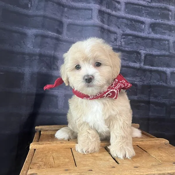 Male Malti-Poo puppy named Norman for sale at Pet Express Saugus.
