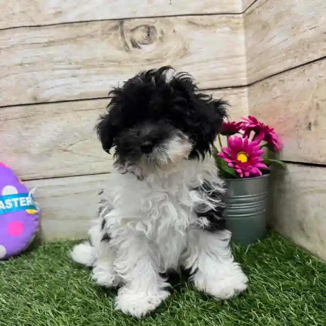 Female Bichon-Poodle 2nd Gen Puppy for Sale in Saugus, MA