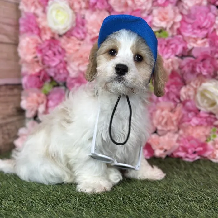 Male Cavachon puppy named Sailor for sale at Pet Express Saugus.