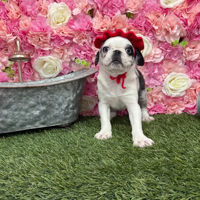 Female Pug Puppy for Sale in Braintree, MA