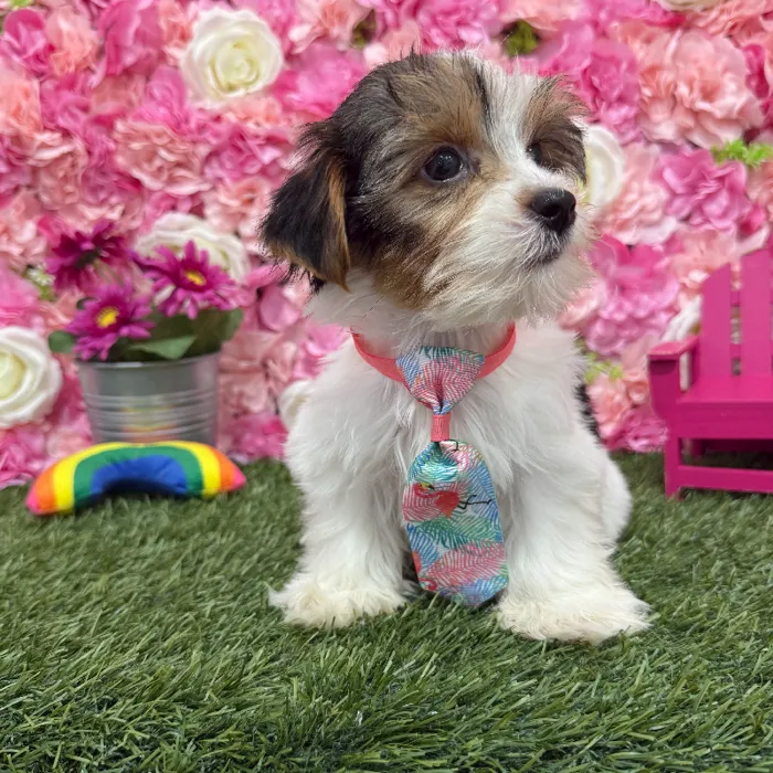 Male Yorkshire Terrier Puppy for Sale in Braintree, MA