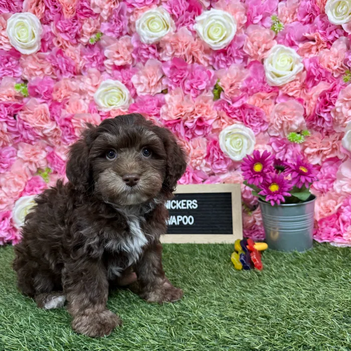 Male Havapoo puppy named Snickers for sale at Pet Express Braintree.