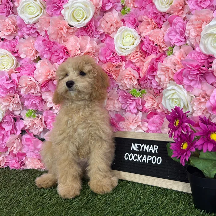 Male Cockapoo 2Nd Gen puppy named Neymar for sale at Pet Express Braintree.