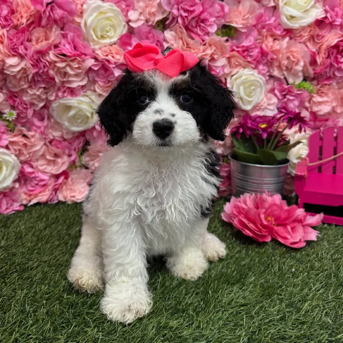 Female Mini Bernedoodle 2nd Gen Puppy for Sale in Braintree, MA