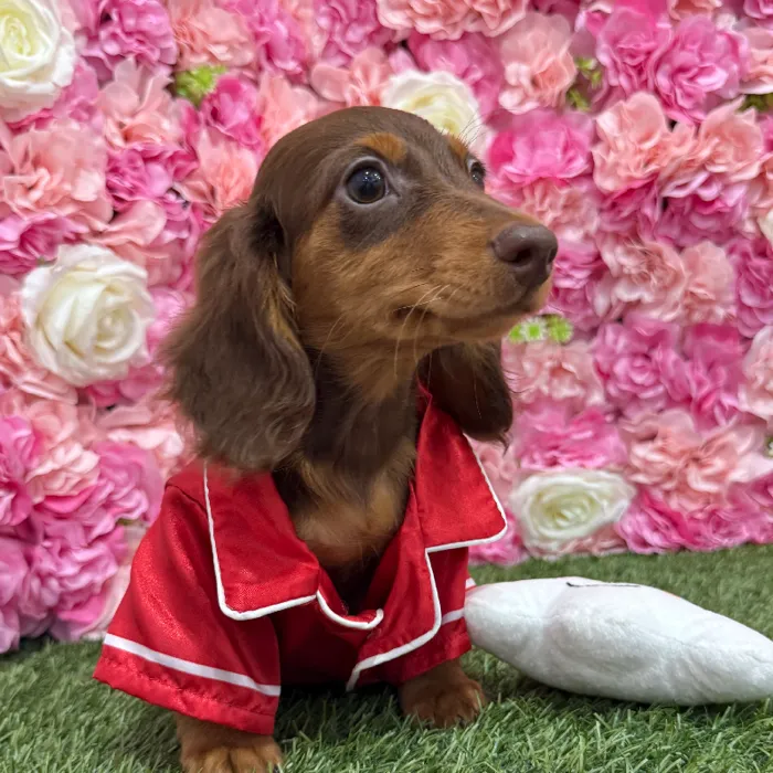 Male Dachshund Puppy for Sale in Braintree, MA