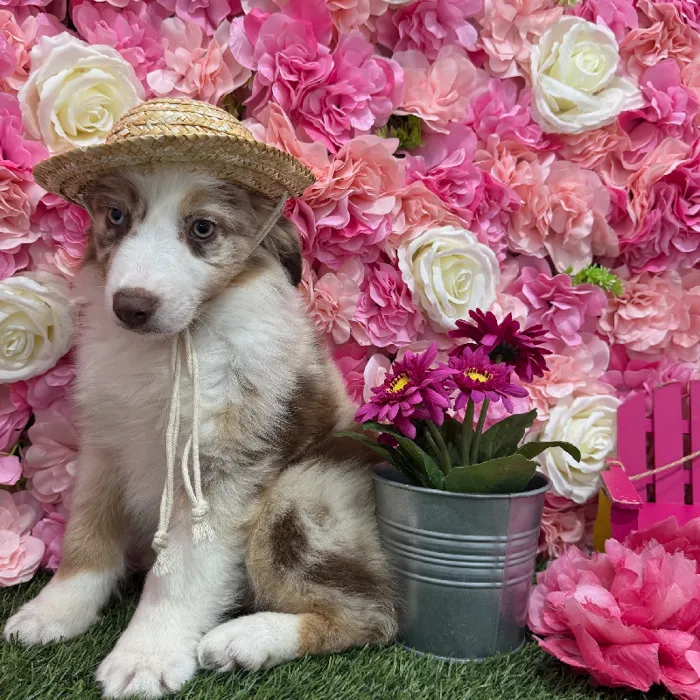 Male Miniature Australian Shepherd Puppy for Sale in Braintree, MA