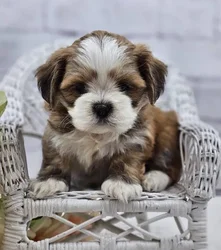 car_main_img_/media/ap_media/pets/AQLTTLQCWECZ187643.webp.250x250_q85.webp