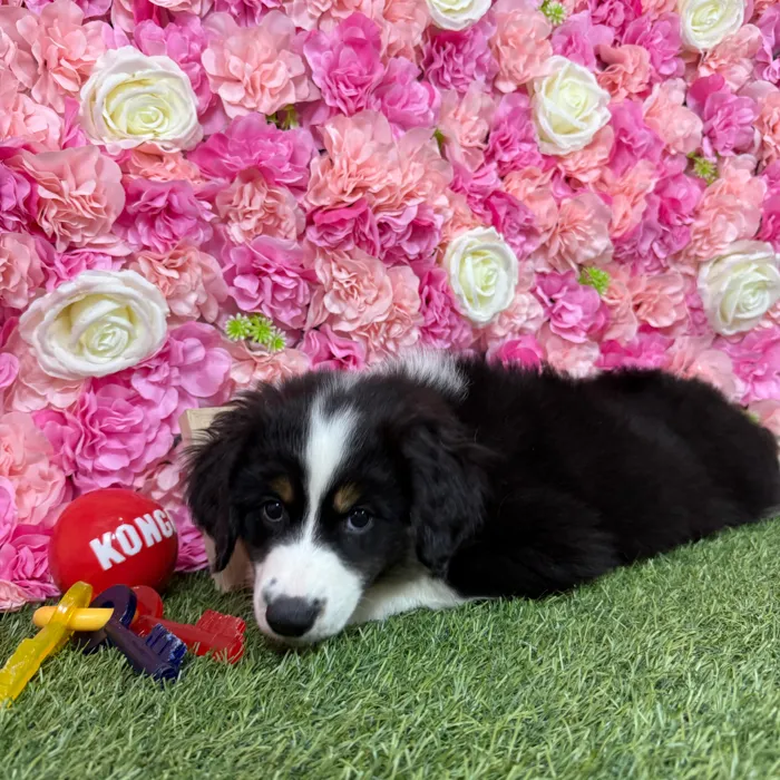 Male Miniature Australian Shepherd puppy named Hopper for sale at Pet Express Braintree.