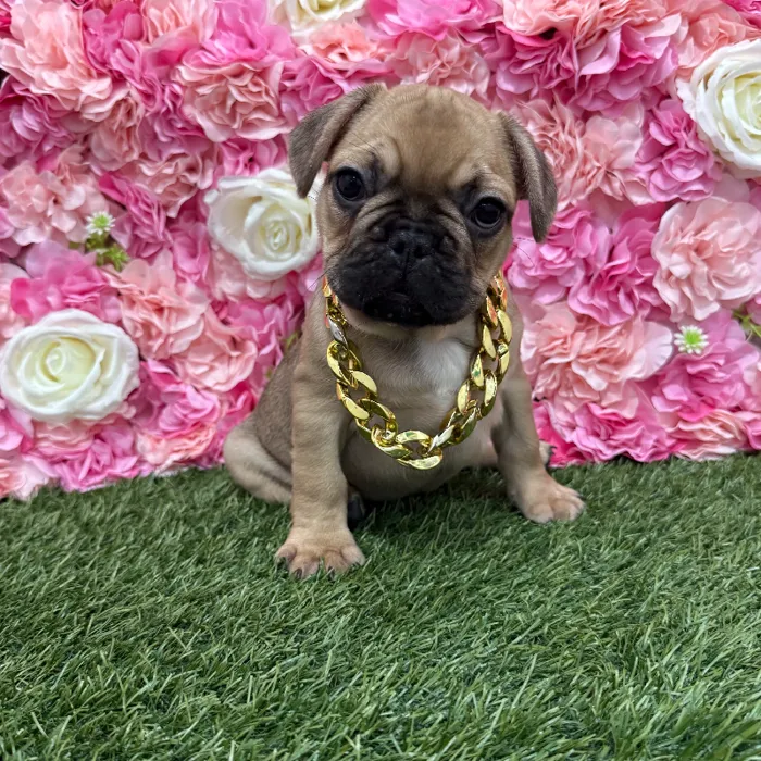 Male French Bulldog Puppy for Sale in Braintree, MA