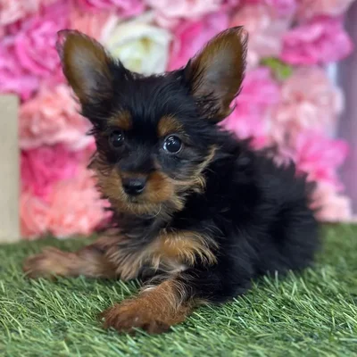 Female Yorkshire Terrier puppy named Molly for sale at Pet Express Saugus.